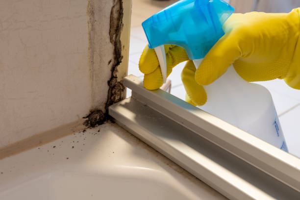 Best Toxic Mold Removal  in Industry, PA