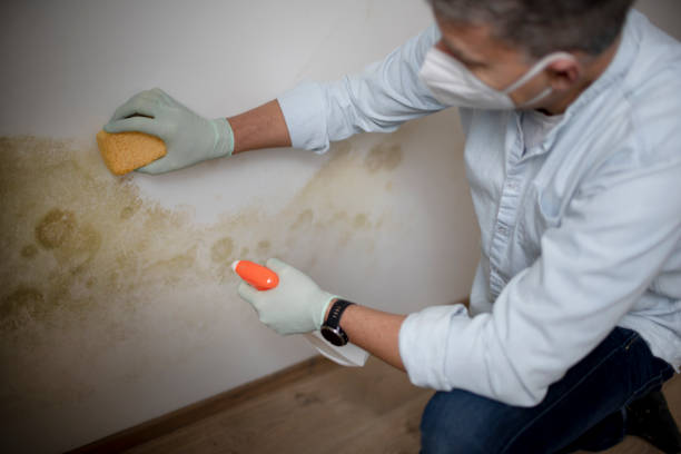 Best Crawl Space Mold Removal  in Industry, PA
