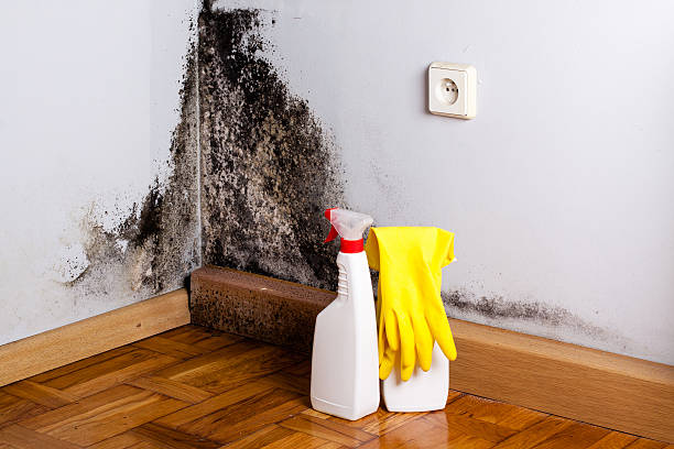 Best Local Mold Removal Service  in Industry, PA